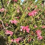 Grevillea rosmarinifolia 花