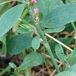 Polygonum aviculare Bark