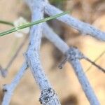 Calligonum polygonoides Bark