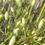 Clematis flammula Fruit