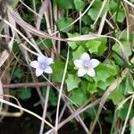 Wahlenbergia hederacea Flor