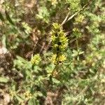 Sideritis montana Fula