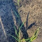 Bromus catharticus Habitus