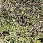 Salix caesia Libunga