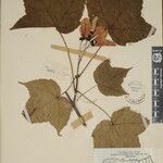 Acer caesium Sonstige