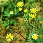 Lapsana communis 花