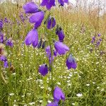 Campanula serrata Кветка