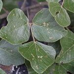 Erythrina abyssinica Leaf