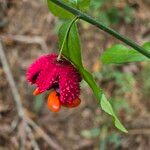 Euonymus americanus 花