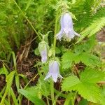 Campanula barbataBlomst