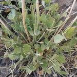 Pimpinella cumbraeLeaf