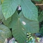 Sterculia apetala Leaf