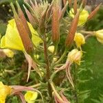 Oenothera glazioviana Floro