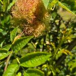 Rosa roxburghii Flower