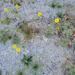 Malacothrix californica Flower