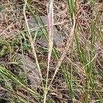 Bothriochloa ischaemum 花