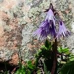 Soldanella alpina 花