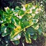 Kalanchoe densiflora Φύλλο