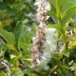 Salix breviserrata Mbuma