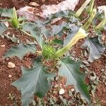 Datura stramoniumLeaf