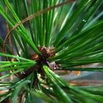 Pinus sibirica 花