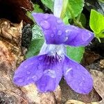 Viola × bavarica Blomst