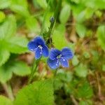 Veronica chamaedrysBlomma