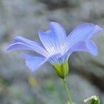 Linum alpinum Fleur