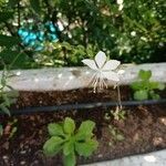 Oenothera lindheimeriBloem