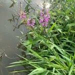 Stachys palustrisКвітка