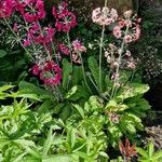 Primula bulleyana Blomma