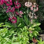 Primula bulleyana Flower