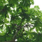 Cussonia brieyi Folha
