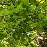 Tilia x europaea Blad