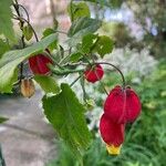 Callianthe megapotamica Flower