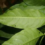 Cestrum racemosum Leaf