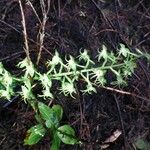 Habenaria sigillum Bloem