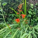 Crocosmia × crocosmiifloraVirág