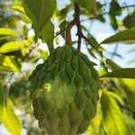 Annona mucosa 果實