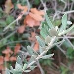 Teucrium marum Leaf