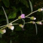 Lepidaploa salzmannii Flower