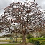 Erythrina caffra Hábito