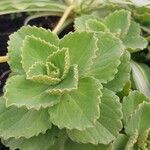 Coleus caninus Leaf