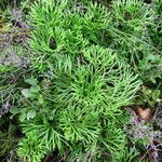 Lycopodium × zeilleri Elinympäristö