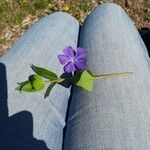 Vinca majorFlower