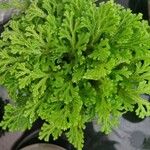 Selaginella tamariscina Leaf