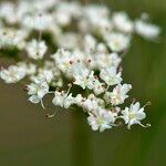 Conopodium pyrenaeum Çiçek