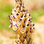 Cistanche violacea Lorea