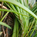 Bulbine frutescens Leaf