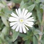 Mesembryanthemum nodiflorum Blomma